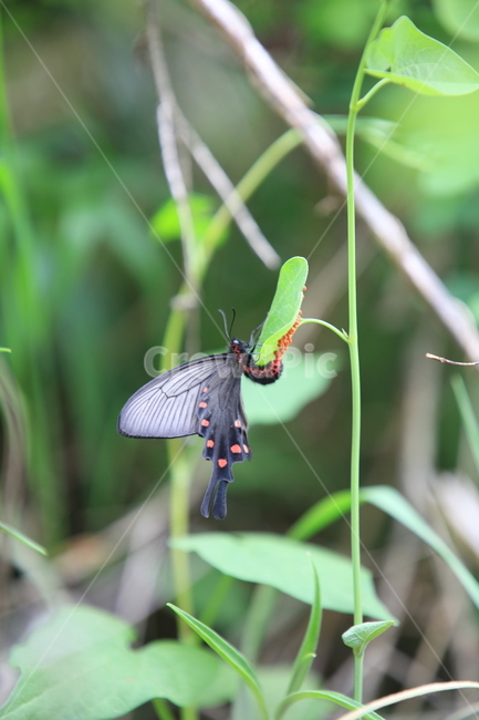 egg,butterfly,plant,insect,longringed butterfly