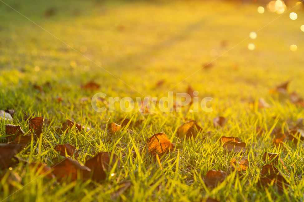 plant,식물,leaf,ground,바닥,가을,노을,가을,계절,fall,autumn,season,식물,자연,plants,nature,잎