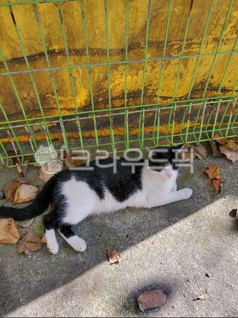 Meow,stray cat,cat,jelly,fat cat