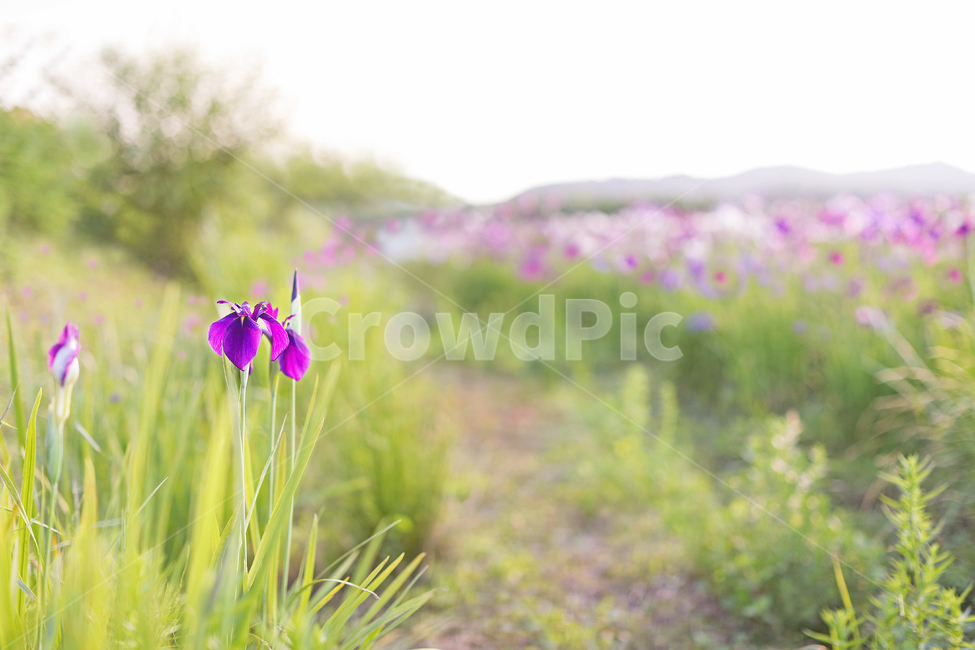 아이리스,붓꽃,석창포,iris,blossom,flower,꽃,nature,꽃밭,식물,자연,plants,nature