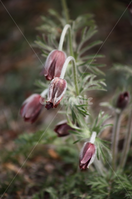 할미꽃,봄,꽃,미나리아재비과,pulsatillakoreana,식물,자연,plants,nature,꽃,flower