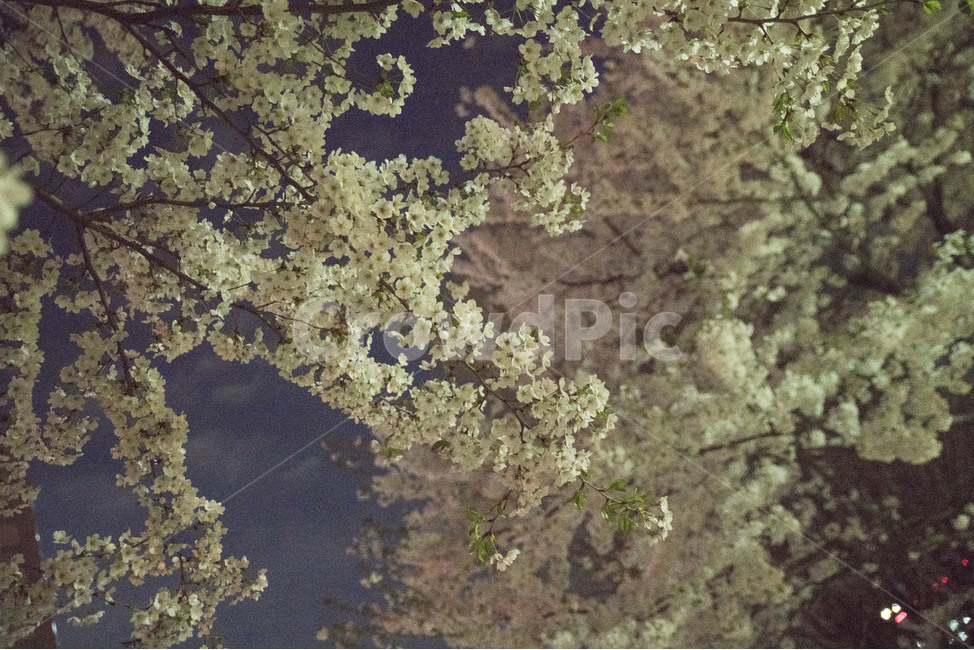 봄,벚꽃,꽃,밤,봄꽃,봄,계절,spring,season,식물,자연,plants,nature,꽃,flower,rock,록,ground,바닥