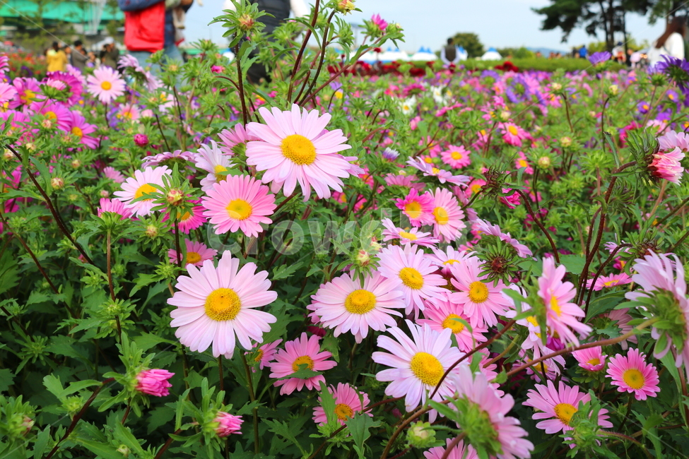 꽃,과꽃,국화과,식물,자연,취국,벽남국,추모란,식물,자연,plants,nature,꽃,flower