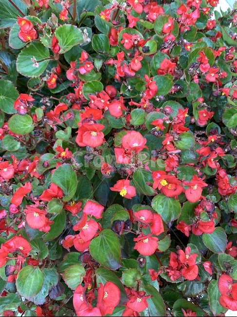 꽃배경,배경,빨간꽃,레드,초록