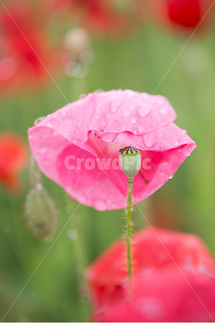 꽃,양귀비,빗방울,봄,붉은꽃,식물,자연,plants,nature,꽃,flower