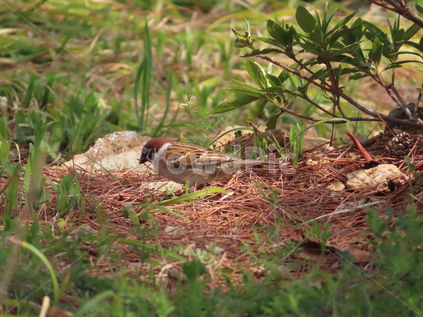 참새,동물,잡초,흙,봄,새,조류,갈색,식물,자연,한국조류,sparrow,animal,weed,dirt,nature,spring,bird,brown,plants,동물,animal,조류,새,birds