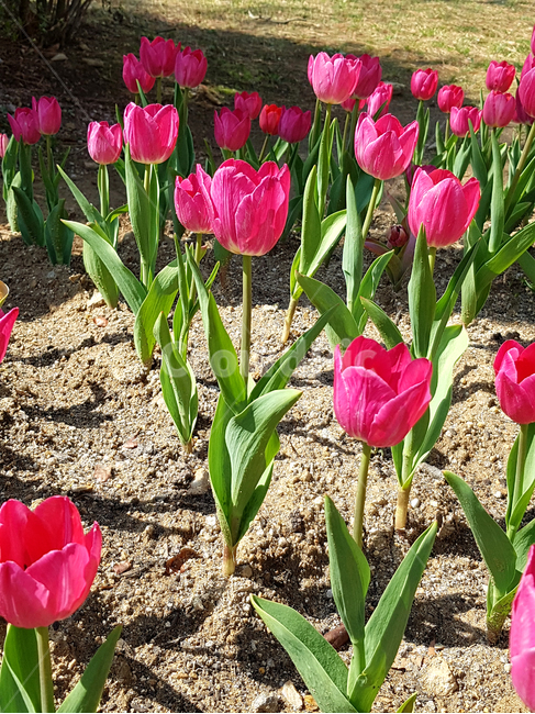 튤립,봄,꽃,식물,자연,예쁜꽃,꽃배경,tulip,분홍꽃,식물,자연,plants,nature,꽃,flower