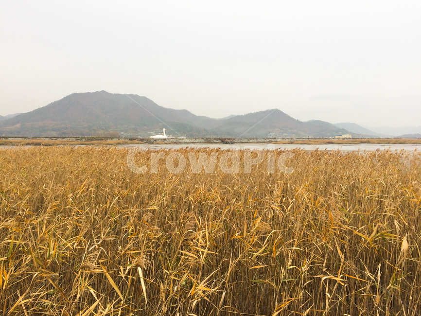 갈대,순천만,생태공원,습지,갯벌,자연,바다,갈대밭,생태,nature,순천만습지,순천,가을,계절,fall,autumn,season,자연,풍경,nature,landscape,plant,식물,field,들