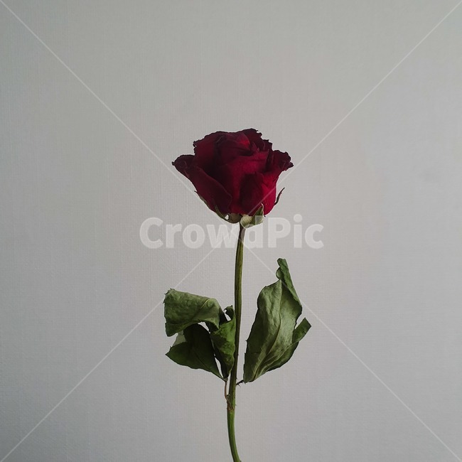 꽃,드라이플라워,장미,정렬,빨강,분위기,한송이