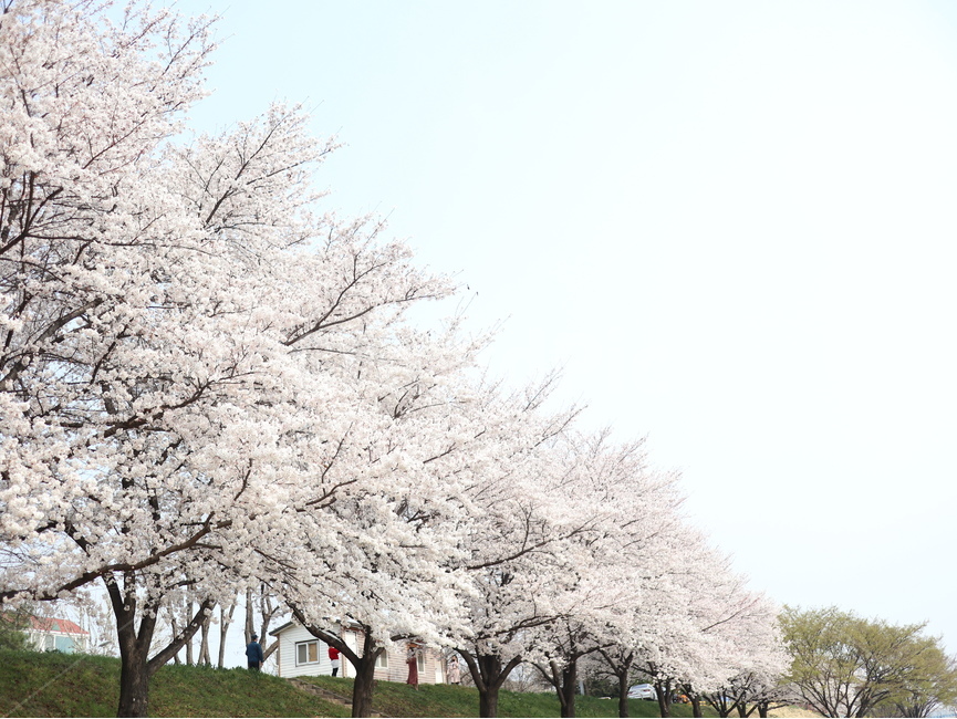 봄,벚꽃,풍경,season,3월,봄,계절,spring,season,자연,풍경,nature,landscape,plant,식물,blossom,꽃,flower