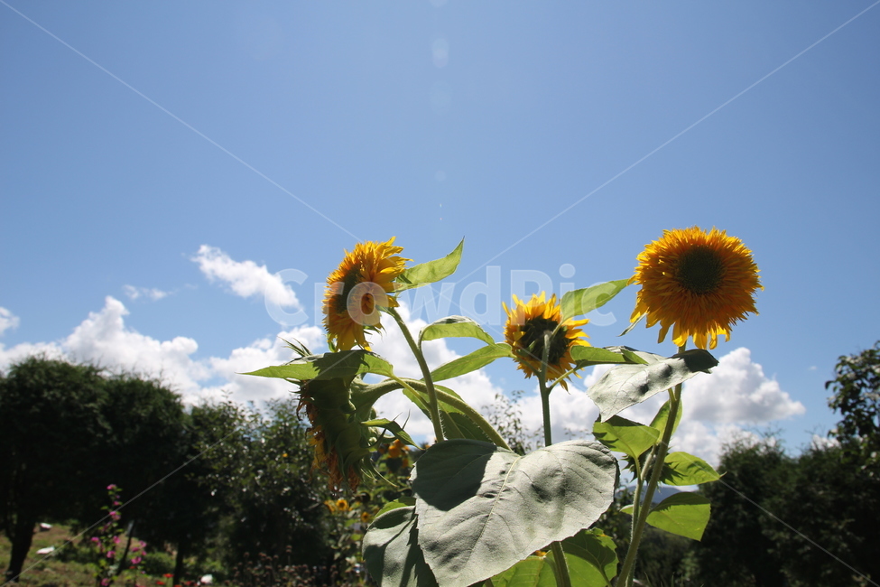 꽃,flower,풍경,landscape,자연,생동감,fresh,nature,하늘,sky,감성,식물,plant,역광,backlight,실루엣,silhouette,식물,자연,plants,nature,꽃,flower