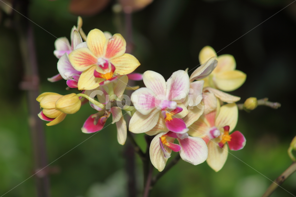 호접란,팔레놉시스,꽃,식물,phaelenopsis,식물,자연,plants,nature,꽃,flower