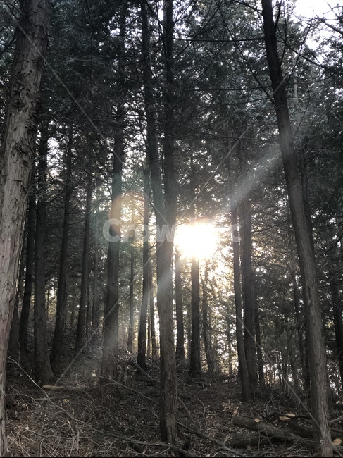 숲,편백숲,편백나무,햇빛,피톤치트,자연,풍경,nature,landscape,flare,플레어,light,빛