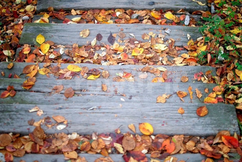 가을,나엽,나무,산책,여유,낭만,autumn,fall,tree,가을,계절,fall,autumn,season,plant,식물,leaf,잎