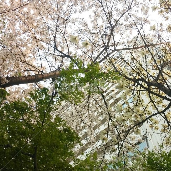 나무,벛꽃,혼합,초록나무,조화,봄