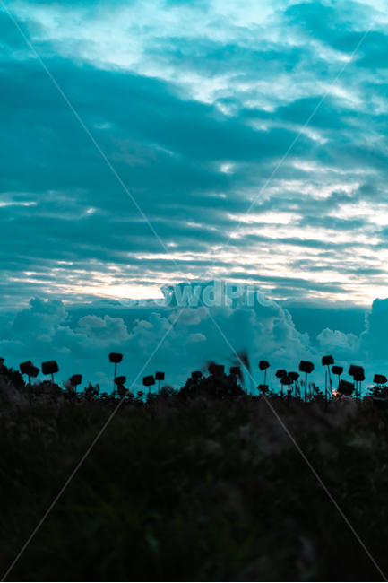 하늘공원,억새,풍경,자연,하늘,landscape,sky,자연,풍경,nature,landscape,실루엣,그림자,silhouette,shadow,outdoors,옥외