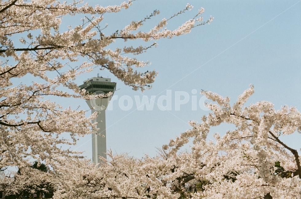 봄,벚꽃,꽃,일본,하코다테,감성,풍경,계절,spring,flower,식물,자연