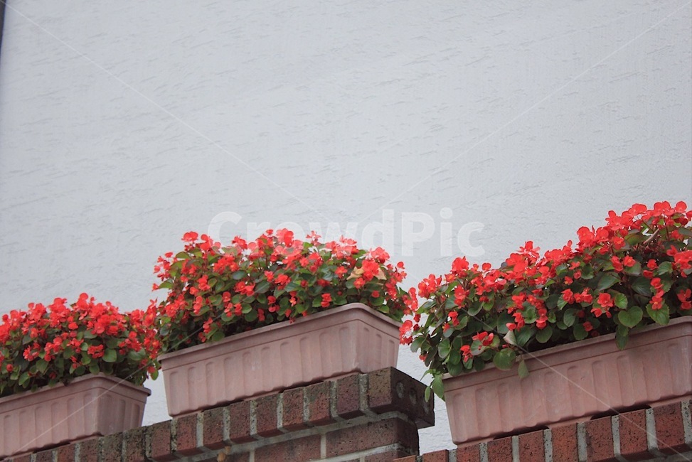 빨간꽃,거리의꽃,제라늄,geranium,blossom,plant,flower,꽃,식물,벽돌,감성,실내용화초,화분,화초,house plant