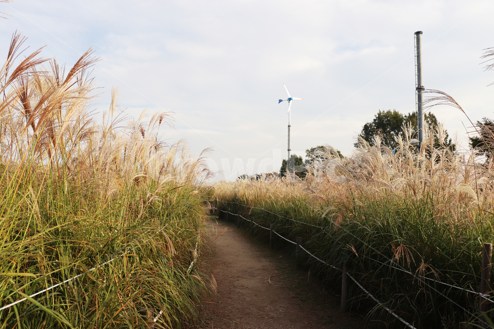 가을,배경,억새,갈대,길,잔디,background,reed,plant,grass,식물,곡물