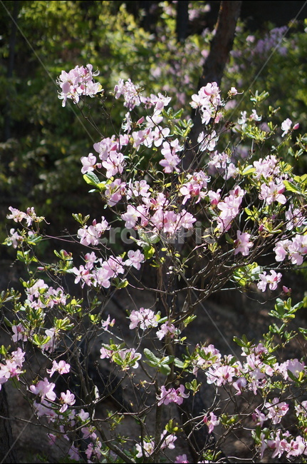 산철쭉꽃,핑크,빛,봄,산,봄,계절,spring,season,식물,자연,plants,nature,꽃,flower,plant,blossom