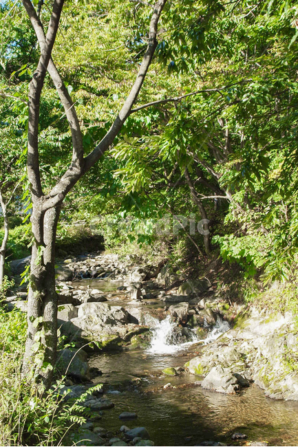 계곡,산,수풀,숲,나무,흐름,계곡물