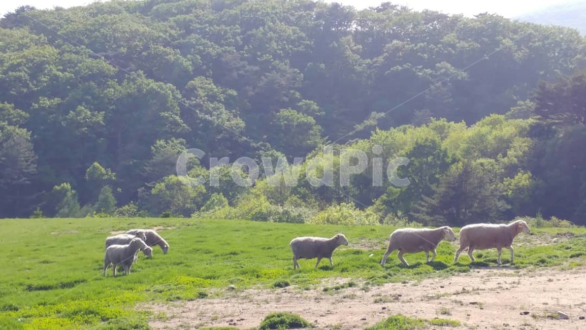 양,목장,들판,벌판,풍경,자연,산,젖소,소,동물,잔디,풀,동물,animal,포유류,mammal,산업,industry,industrial,목축업,목장,livestock farming,ranching,pasture