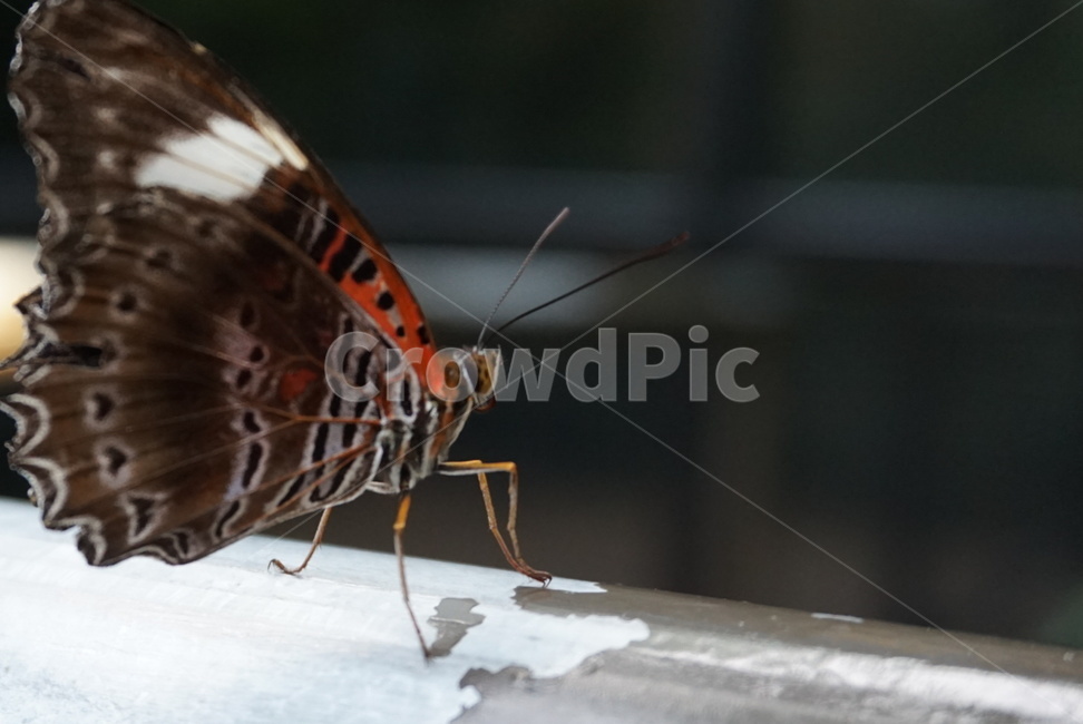 나비,노랑나비,검정나비,곤충,나방,호랑나비,동물,animal,곤충,벌레,insect,bug