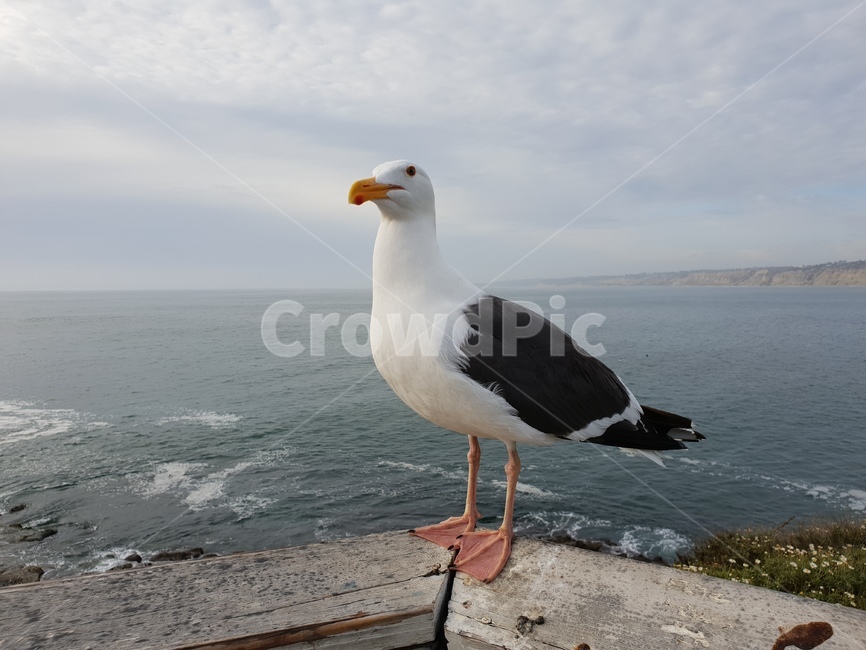 갈매기,새,바다,바다동물,seagull
