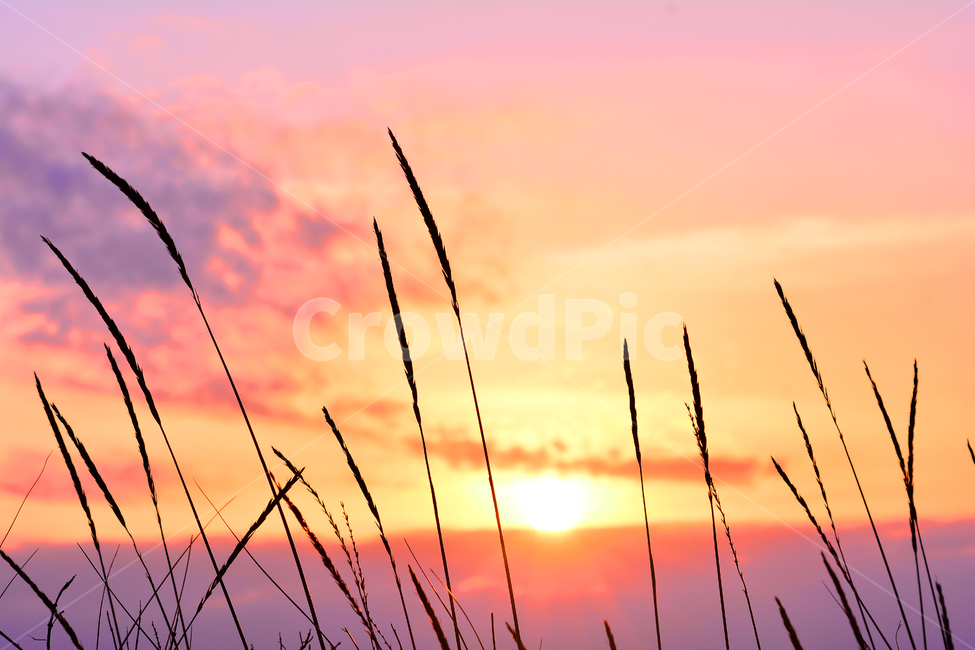 감성,노을,석양,들풀,해질무렵,바닷가,sunset,일몰,아름다운,풍경,분위기,feeling,emotion,sensibility,색감,서쪽하늘,식물,자연,plants,nature,색깔,색상,색채,색감,color sense,color sensitivity,feeling of color