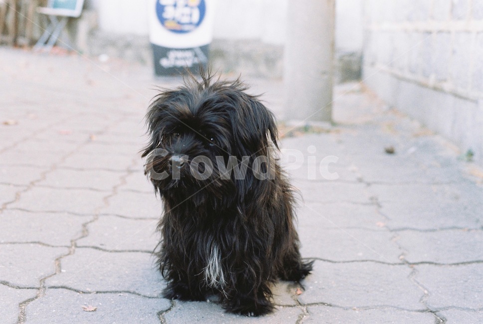 강아지,개,dog,blackdog,까만강아지,동물,animal,puppy,유기견,동물,animal,포유류,mammal,개,강아지,dog,doggy