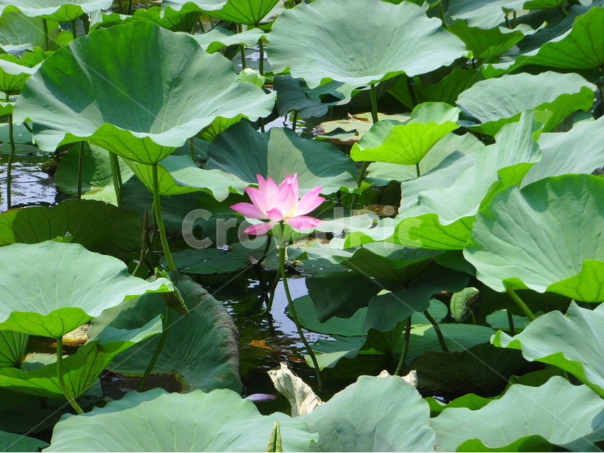 중국,제남,대명호,연꽃,분홍,식물,자연,plants,nature,꽃,flower