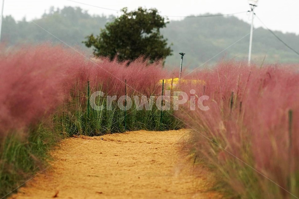 가을,핑크뮬리,식물,자연,분홍색,pink,white,green,풍경,감성,서정,나무,tree,가을,계절,fall,autumn,season,자연,풍경,nature,landscape,ground,바닥,outdoors,옥외