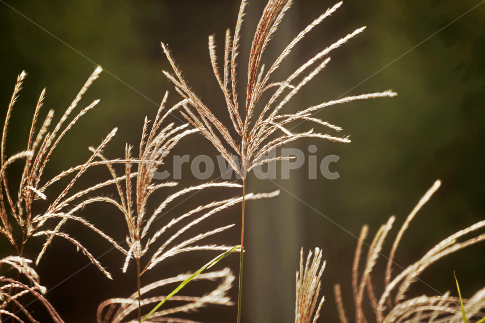 억새,갈대,가을,계절,풍경,자연,가을,계절,fall,autumn,season,식물,자연,plants,nature,grass,잔디,plant,lawn