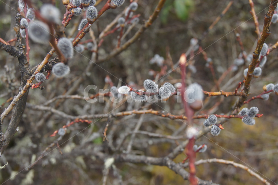 서리,꽃,나무,겨울,끈기,야생화,冬天,winter,식물,자연,plants,nature,나무,trees,wood