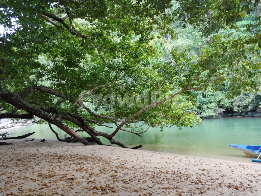 필리핀,팔라완,강,나무,옥색,자연,풍경,nature,landscape,outdoors,옥외,vegetation,초목,plant,식물,land,땅,tree