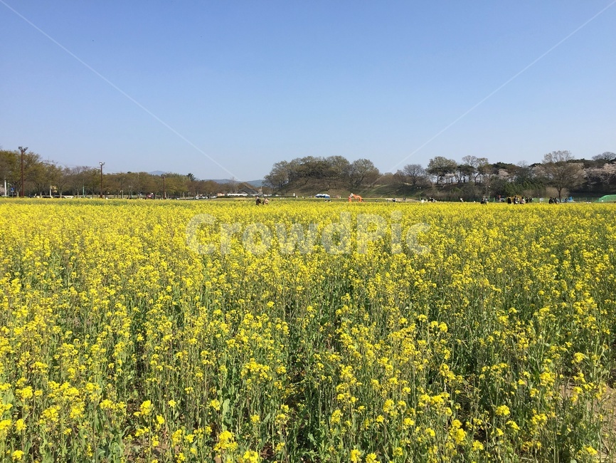 유채꽃,유채꽃밭,경주,봄,들판,꽃,노란색,노랑,yellow,자연,outdoors,rural,countryside,옥외,들,nature,field,유채,spring