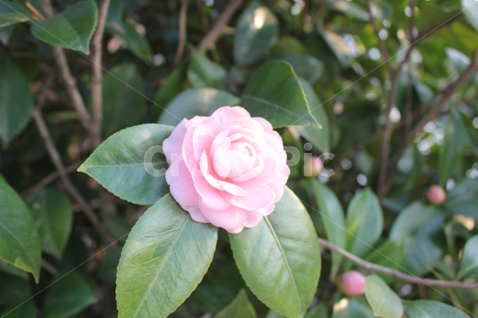 자연,풀,꽃,동백,숲,식물,자연,plants,nature,꽃,flower
