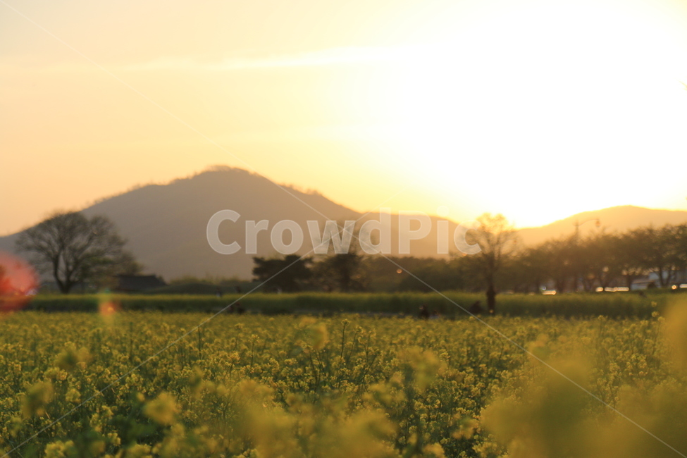 유채꽃,노을,자연,풍경,nature,자연,풍경,nature,landscape,식물,plants,꽃,flower,outdoors,옥외,grassland,목초지,field,들