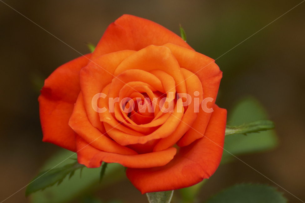 장미,주황색,시나몬,시나몬장미,접사,따스함,생기,희망,식물,자연,plants,nature,꽃,flower