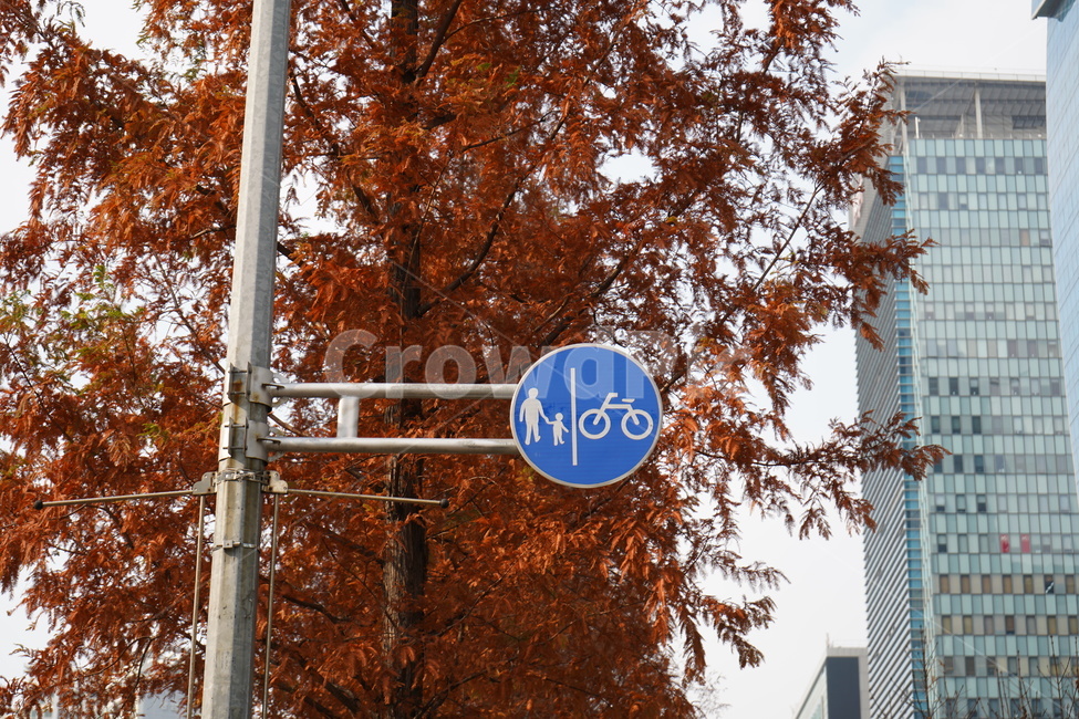 표지판,신호등,가로등,단풍,나무,가을,계절,fall,autumn,season,식물,자연,plants,nature,나무,trees,wood,교통,교통수단,traffic,transportation