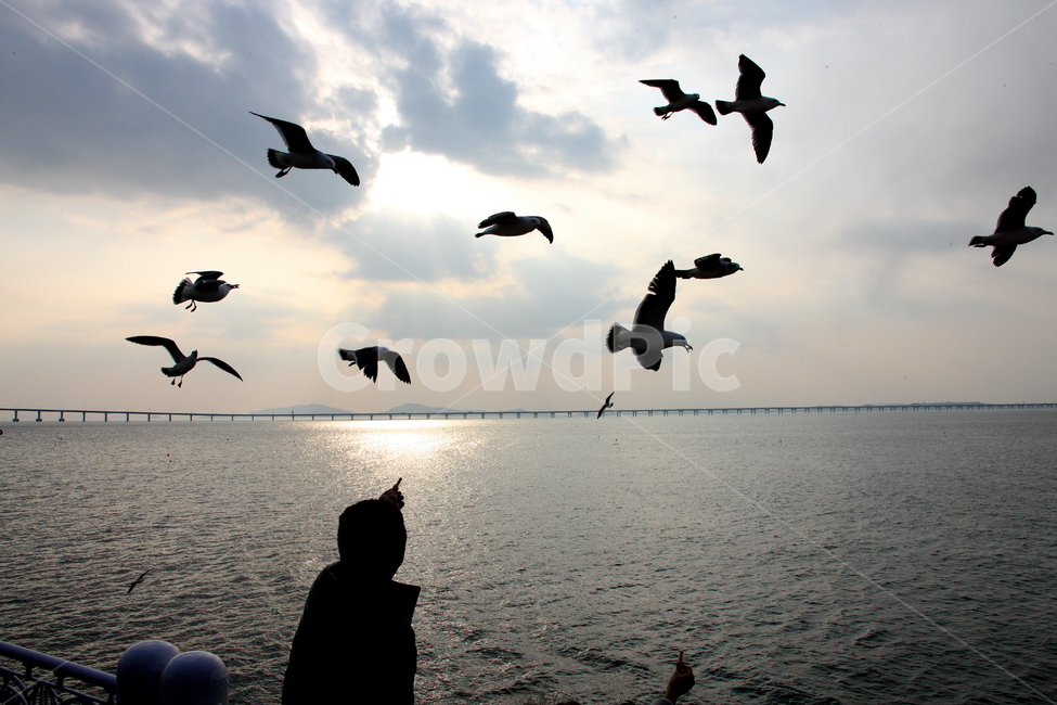 바다,새,사람,하늘,풍경,동물,animal,조류,새,birds,사람,인물,인간,human,person,인물실루엣,사람실루엣,character silhouette,human silhouette,bird,flock,대군