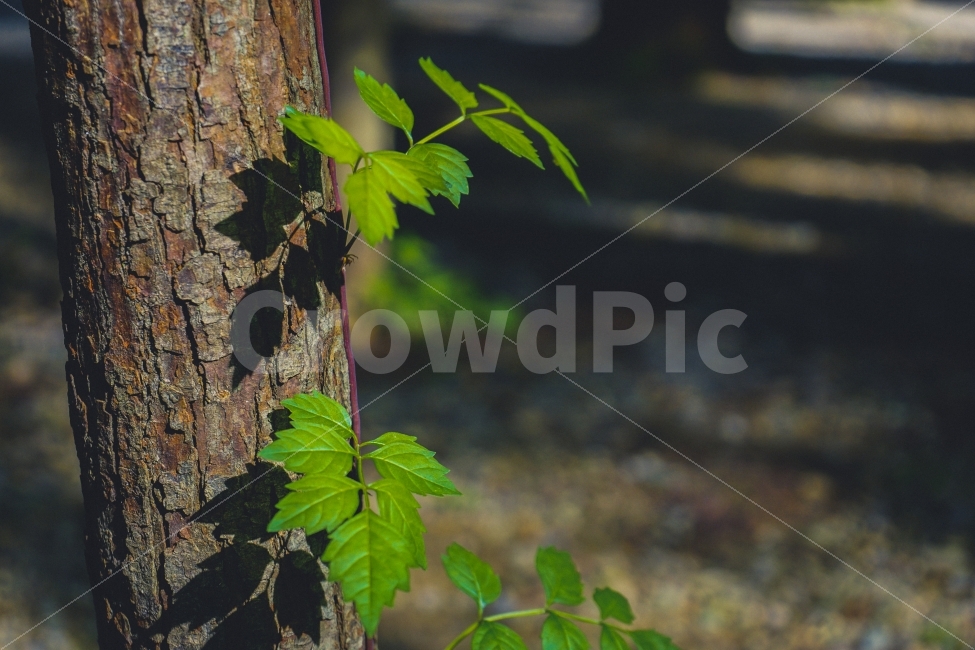 식물,자연풍경,감성사진,휴식,여행,힐링,식물,자연,plants,nature