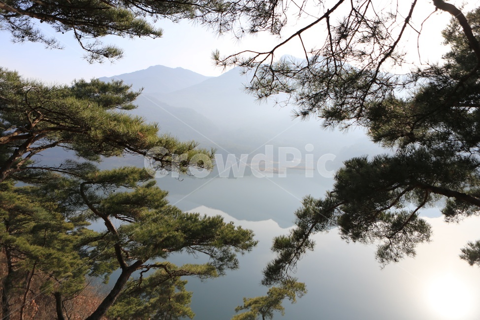 호수,소나무,괴산호,풍경,산막이옛길,산책로,둘레길,산행,자연,풍경,nature,landscape,tree,나무,plant,식물,fir,전나무,conifer,구과 식물