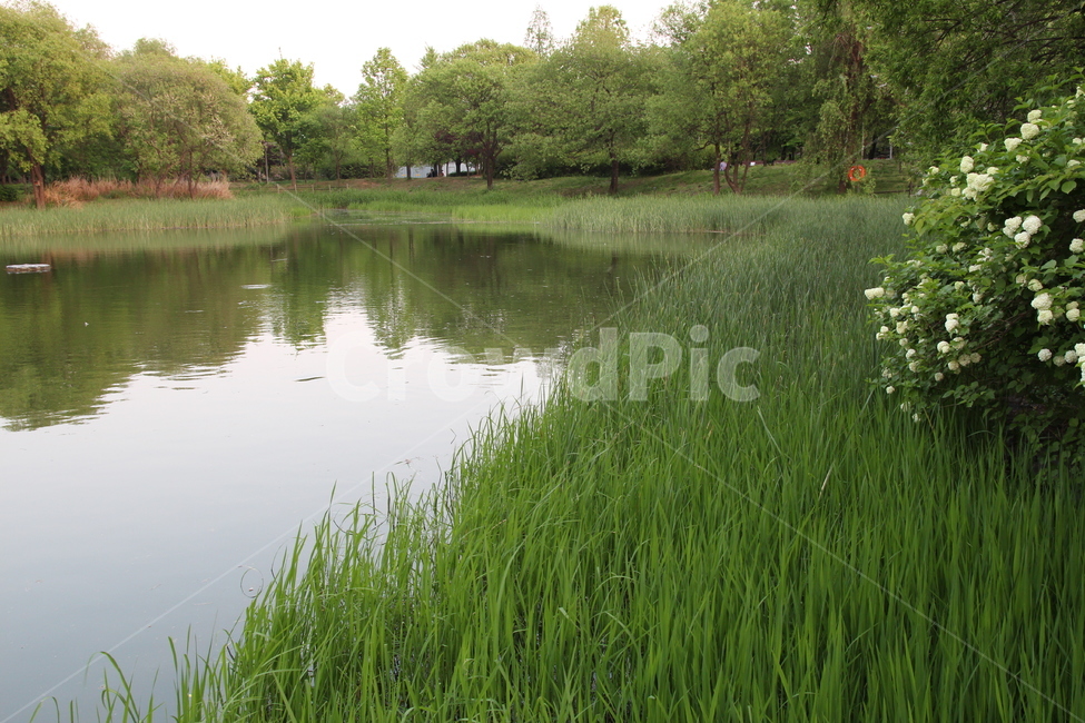 호수,수풀,물가,식물,물,초록,녹색,자연,풍경,nature,landscape,water,outdoors,옥외