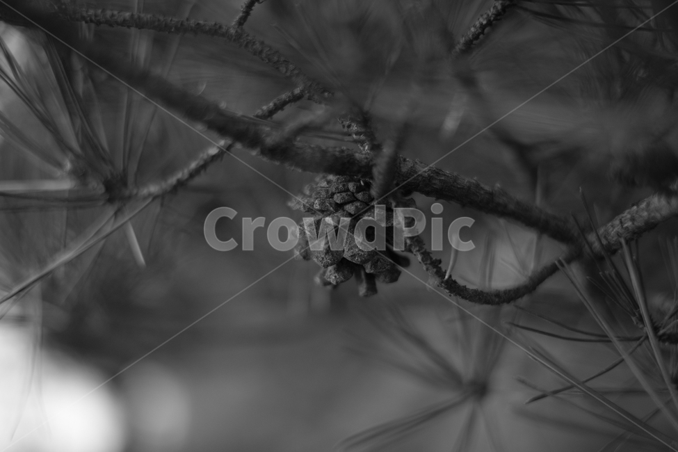 솔방울,소나무,솔잎,거친,나무,식물,자연,plants,nature,흑백,모노톤,monochrome,black and white