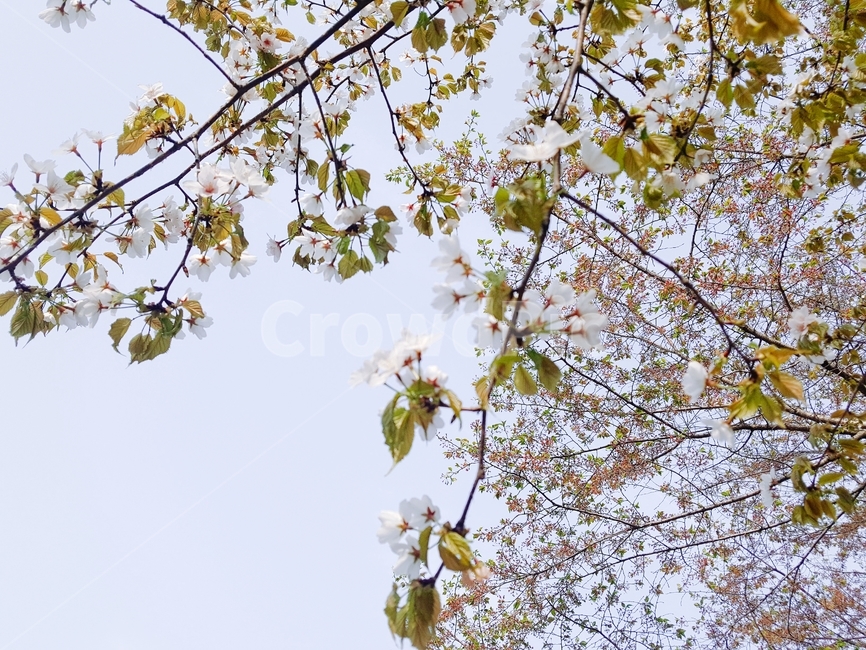 벚꽃,식물,봄,하늘,plant,꽃,자연