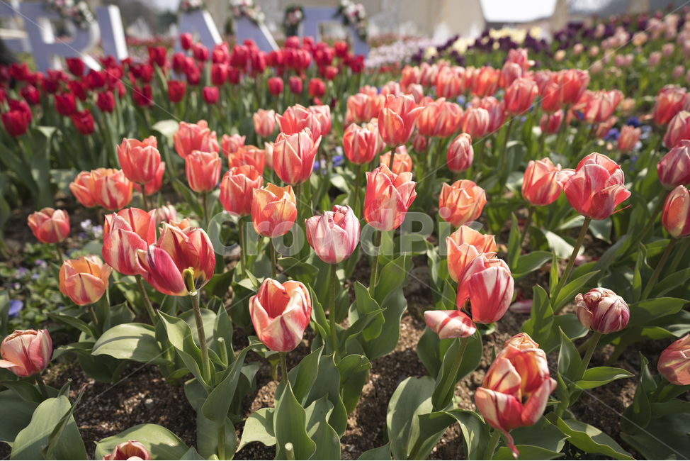 꽃,flower,튤립,꽃밭,꽃사진,tulip,flowers,자연,식물,natural,plant,봄,봄느낌,튤립꽃,튤립사진,꽃봉오리,풍경,풍경사진,꽃잎,봄,계절,spring,season,식물,자연,plants,nature,꽃,flower,blossom