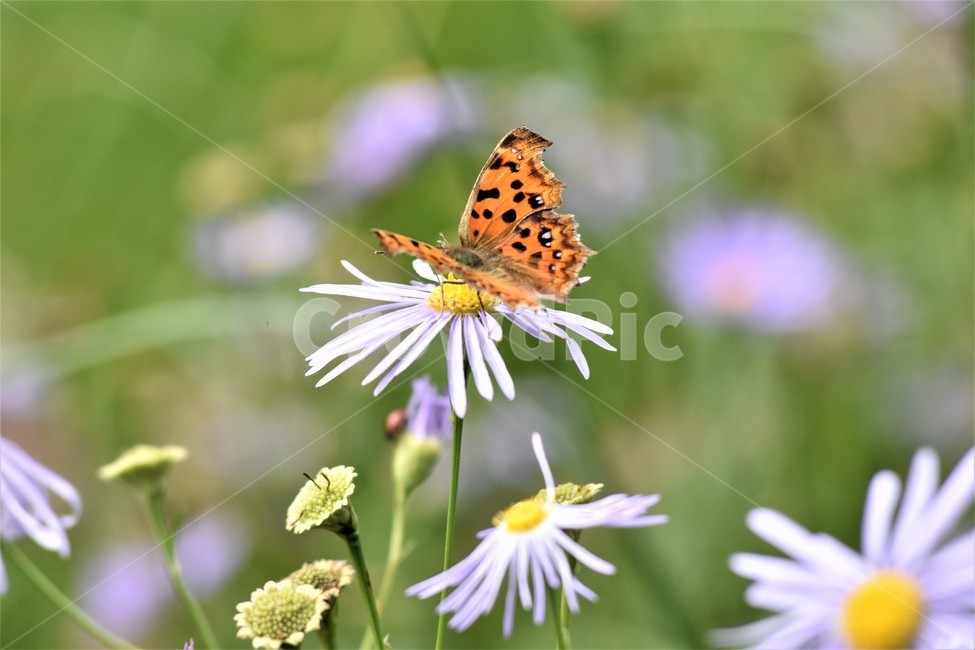 꽃,나비,가을나비,네발나비,국화,쑥부쟁이,식물,자연,plants,nature,꽃,flower,곤충,벌레,insect,bug