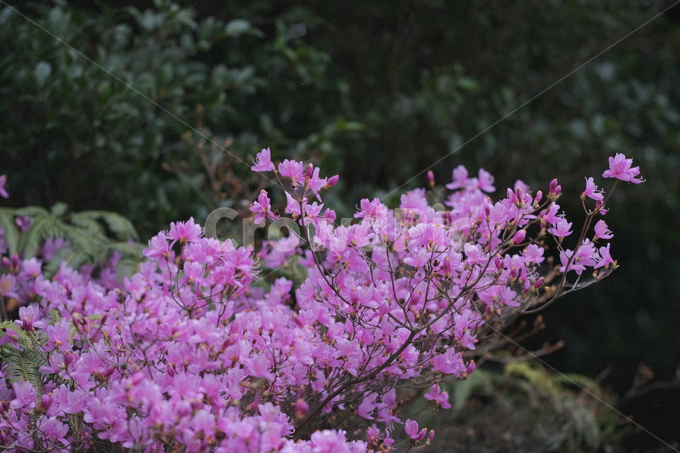 봄꽃,진달래,보라,flower,spring,plant,식물,봄,계절,spring,season,식물,자연,plants,nature,꽃,flower,geranium,제라늄,blossom