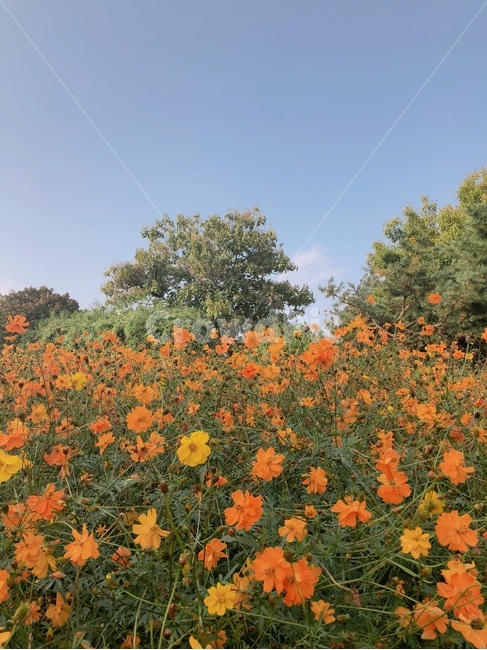 들꽃,공원,올림픽공원,하늘,flower